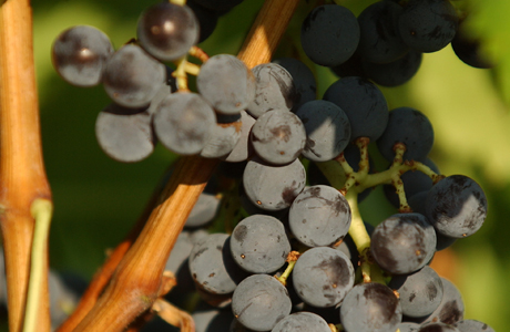 Nos vins en quelques mots...